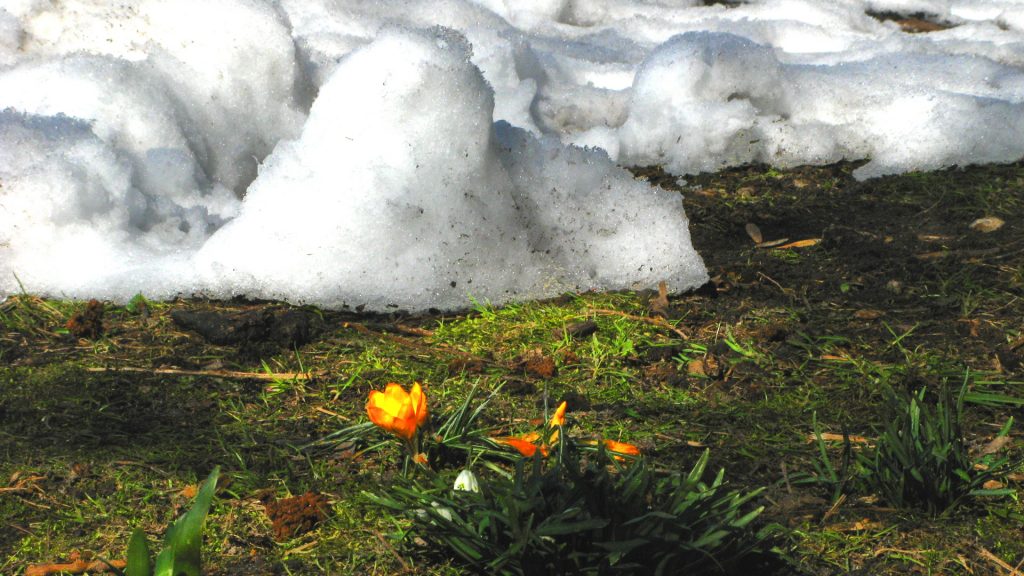 Schnee und Krokusse