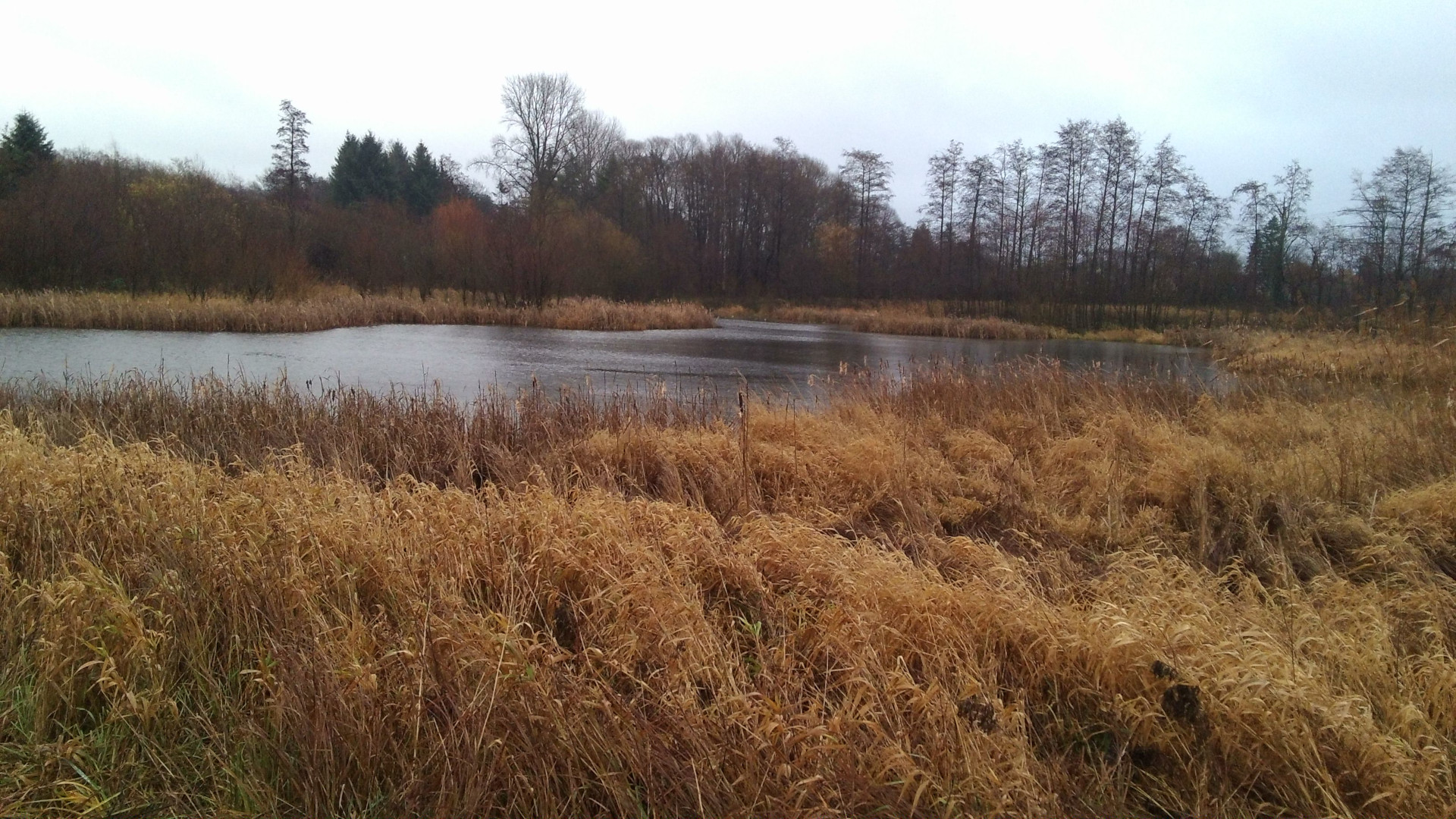 retentionsbecken_muehlenau-HH201812 tetention area Mühlenau in Hamburg